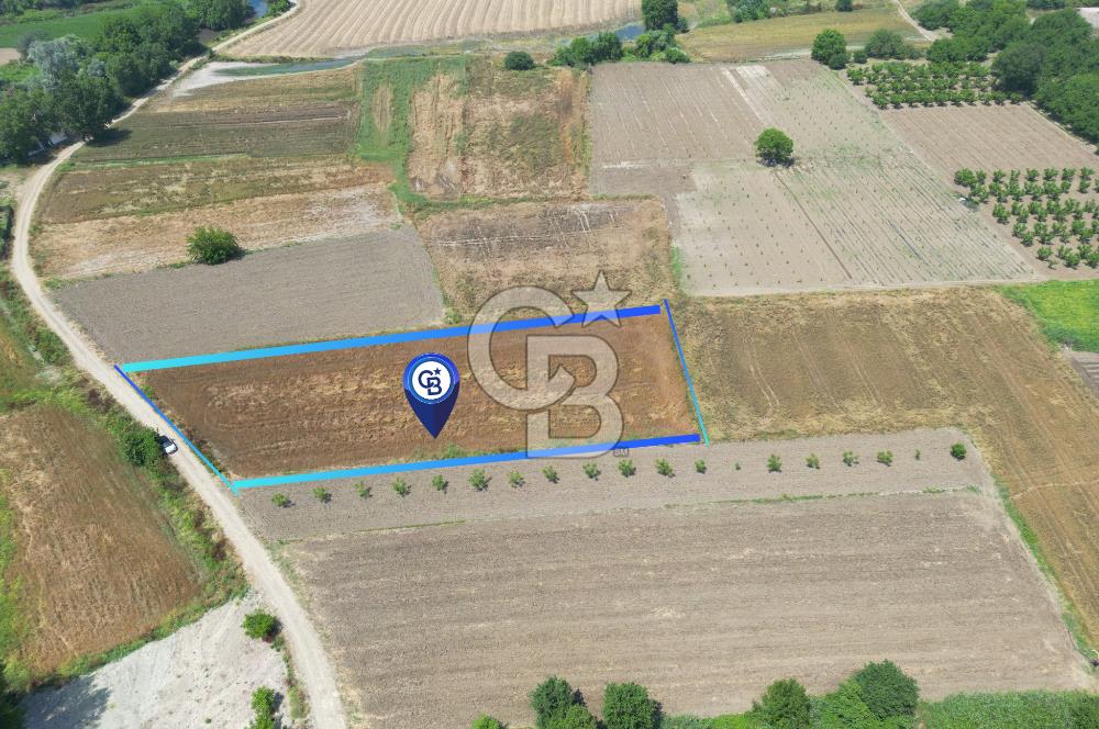 MUDANYA BALABANCIK'ta FIRSAT FİYATLI 3.933 m2 TARLA