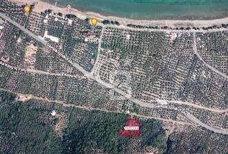 CB AMBIANCE ORHANGAZİ GÖLE YAKIN SATILIK ZEYTİNLİK - 6 - 351774