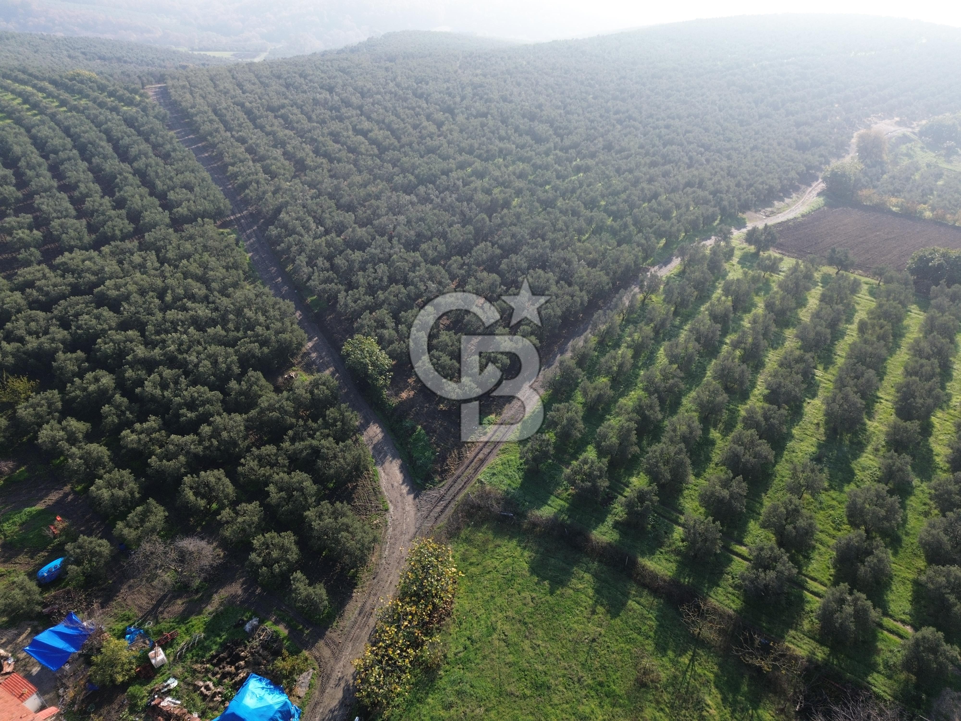 MUDANYA YALIÇİFTLİK'TE SATILIK 2587 M2 ZEYTİNLİK