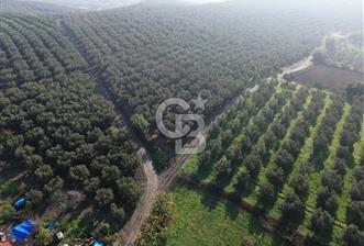 MUDANYA YALIÇİFTLİK'TE SATILIK 2587 M2 ZEYTİNLİK - 6 - 351799