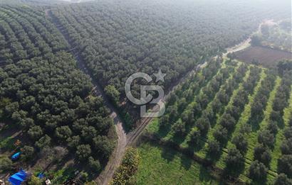 MUDANYA YALIÇİFTLİK'TE SATILIK 2587 M2 ZEYTİNLİK
