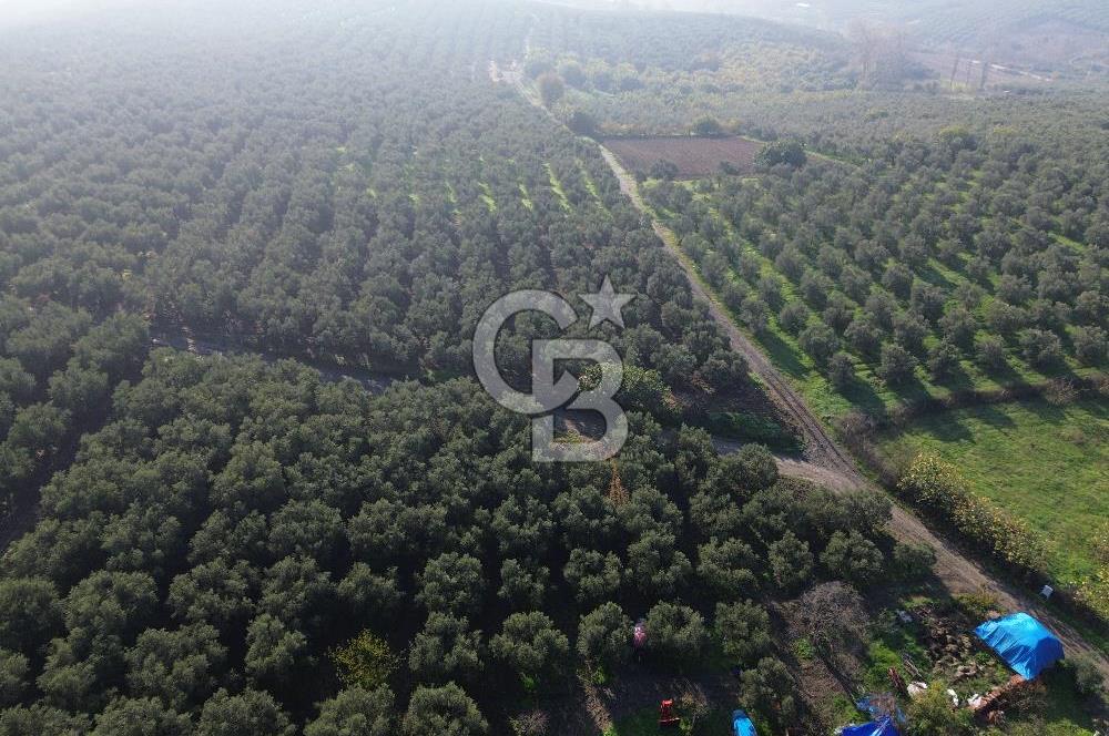 MUDANYA YALIÇİFTLİK'TE SATILIK 2587 M2 ZEYTİNLİK