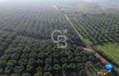 MUDANYA YALIÇİFTLİK'TE SATILIK 2587 M2 ZEYTİNLİK