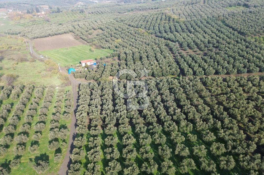 MUDANYA YALIÇİFTLİK'TE SATILIK 2587 M2 ZEYTİNLİK