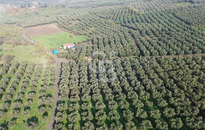 MUDANYA YALIÇİFTLİK'TE SATILIK 2587 M2 ZEYTİNLİK
