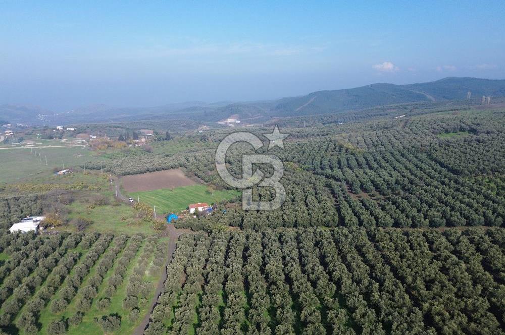 MUDANYA YALIÇİFTLİK'TE SATILIK 2587 M2 ZEYTİNLİK