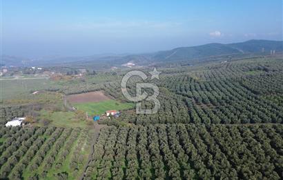 MUDANYA YALIÇİFTLİK'TE SATILIK 2587 M2 ZEYTİNLİK