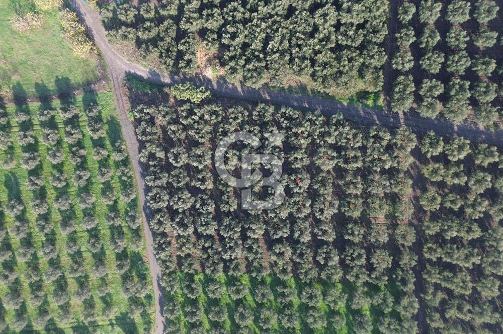 MUDANYA YALIÇİFTLİK'TE SATILIK 2587 M2 ZEYTİNLİK