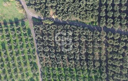 MUDANYA YALIÇİFTLİK'TE SATILIK 2587 M2 ZEYTİNLİK