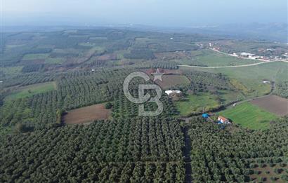 MUDANYA YALIÇİFTLİK'TE SATILIK 2587 M2 ZEYTİNLİK