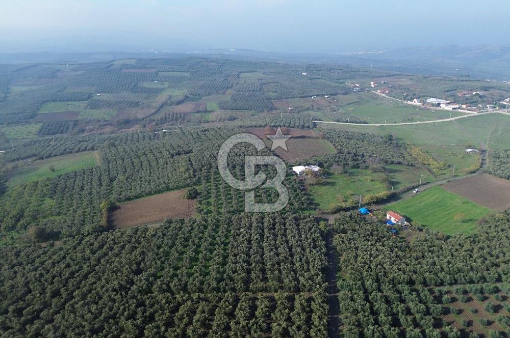 MUDANYA YALIÇİFTLİK'TE SATILIK 2587 M2 ZEYTİNLİK