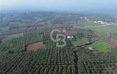 MUDANYA YALIÇİFTLİK'TE SATILIK 2587 M2 ZEYTİNLİK