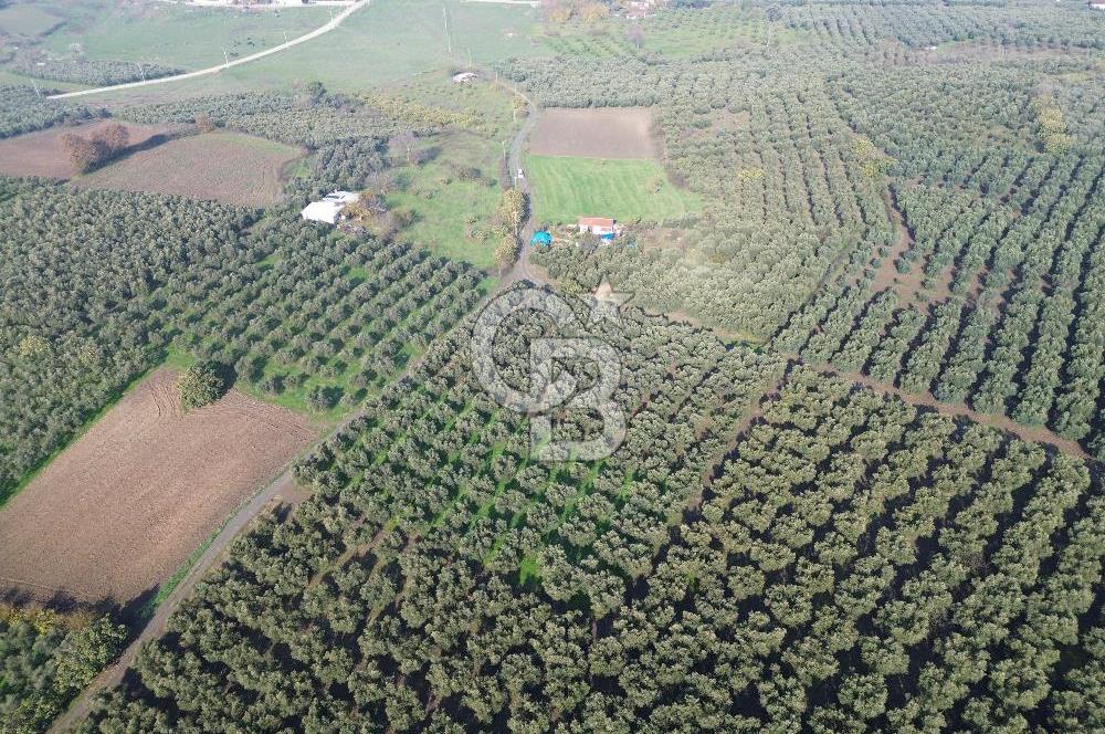 MUDANYA YALIÇİFTLİK'TE SATILIK 2587 M2 ZEYTİNLİK