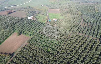 MUDANYA YALIÇİFTLİK'TE SATILIK 2587 M2 ZEYTİNLİK