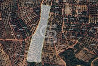 İZNİK MAHMUDİYE'DE GELECEĞE YATIRIM: 7.533 m² GENİŞ BAĞ VE TARLA - 1 - 351789