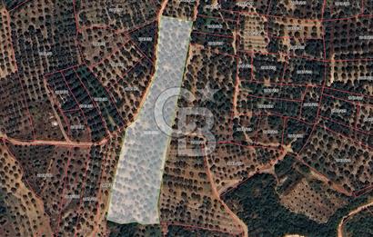 İZNİK MAHMUDİYE'DE GELECEĞE YATIRIM: 7.533 m² GENİŞ BAĞ VE TARLA