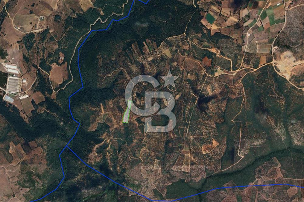 İZNİK MAHMUDİYE'DE GELECEĞE YATIRIM: 7.533 m² GENİŞ BAĞ VE TARLA