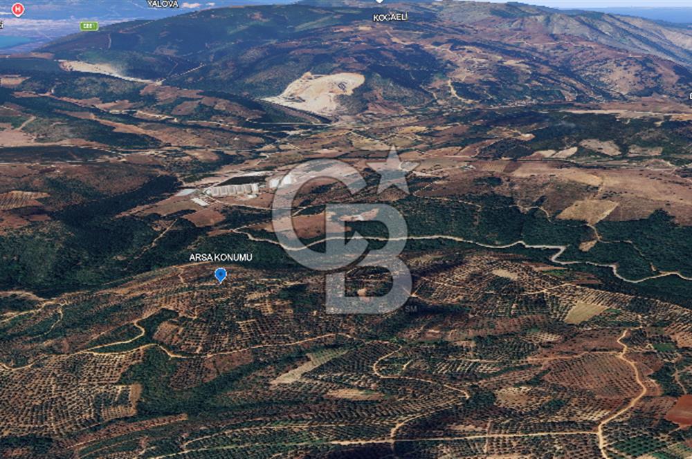 İZNİK MAHMUDİYE'DE GELECEĞE YATIRIM: 7.533 m² GENİŞ BAĞ VE TARLA