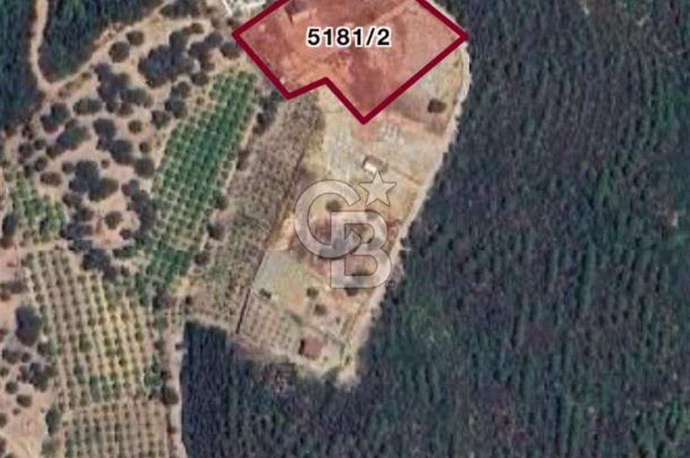 Seferihisar Payamlı Satılık Arsa