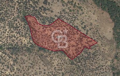 BERGAMA PINARKÖY'DE 16.944 m² VERİMLİ ZEYTİNLİK ACİL SATILIK!