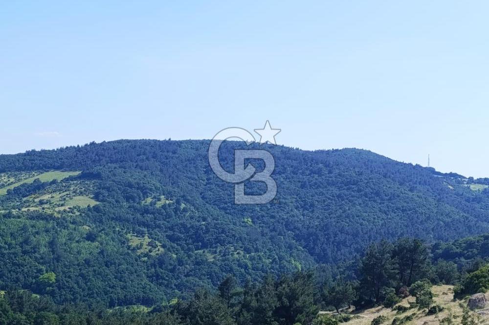 DOĞA İÇİNDE İÇERİSİNDE MEŞE AĞAÇLARI OLAN MUHTEŞEM FIRSAT ARAZİ
