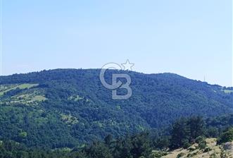 DOĞA İÇİNDE İÇERİSİNDE MEŞE AĞAÇLARI OLAN MUHTEŞEM FIRSAT ARAZİ - 5 - 352067