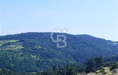 DOĞA İÇİNDE İÇERİSİNDE MEŞE AĞAÇLARI OLAN MUHTEŞEM FIRSAT ARAZİ