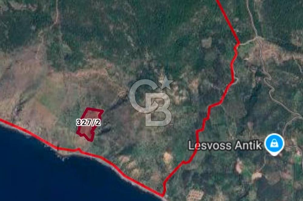 Çanakkale Ayvacık 33.300 metrekare Zeytinlik (Tek Hisse)