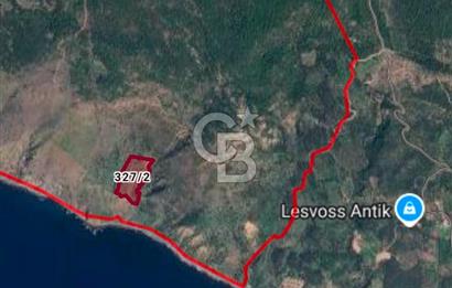 Çanakkale Ayvacık 33.300 metrekare Zeytinlik (Tek Hisse)