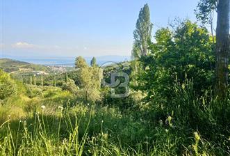 Armutlu Karşıyaka'da Satılık Yatırımlık Zeytinlik - 11 - 352230