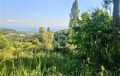 Armutlu Karşıyaka'da Satılık Yatırımlık Zeytinlik