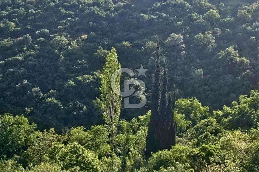 Armutlu Karşıyaka'da Satılık Yatırımlık Zeytinlik