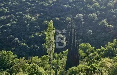 Armutlu Karşıyaka'da Satılık Yatırımlık Zeytinlik