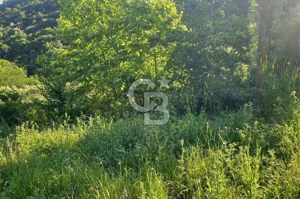 Armutlu Karşıyaka'da Satılık Yatırımlık Zeytinlik