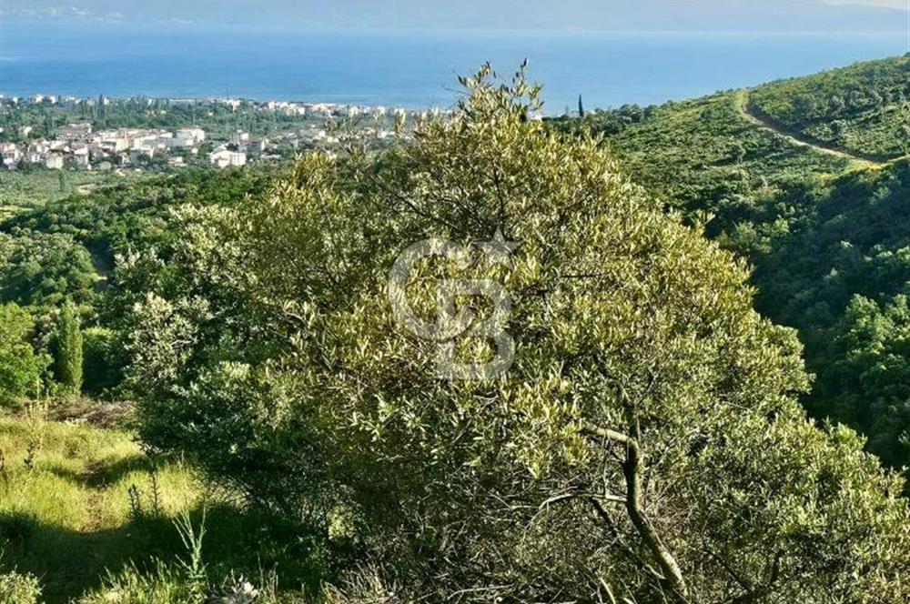Armutlu Karşıyaka'da Satılık Yatırımlık Zeytinlik