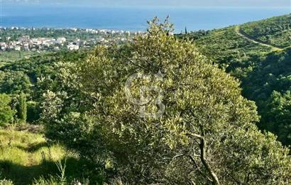 Armutlu Karşıyaka'da Satılık Yatırımlık Zeytinlik