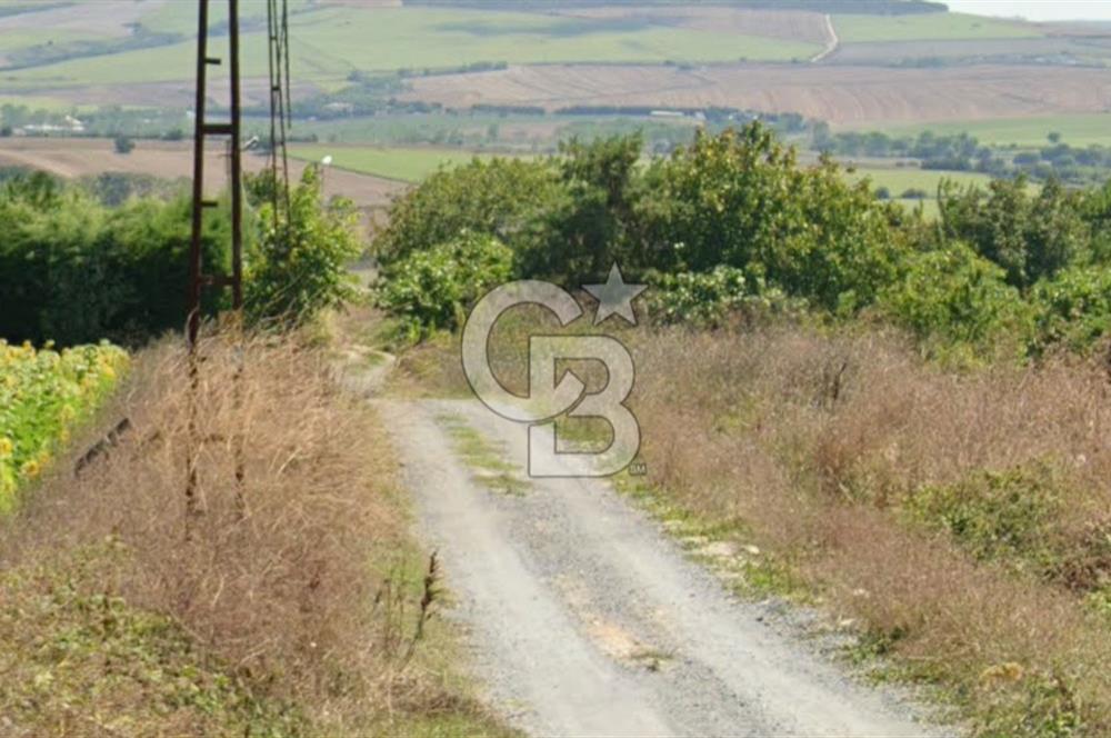 ÇATALCA KESTANELİK'TE 16.846 M² SATILIK TARLA