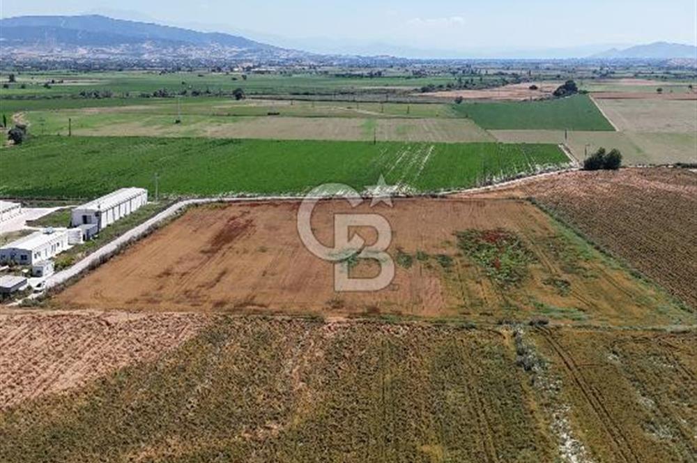 Tire Eğriazmak Mevkii Satılık 24 Dekar Verimli Tarla