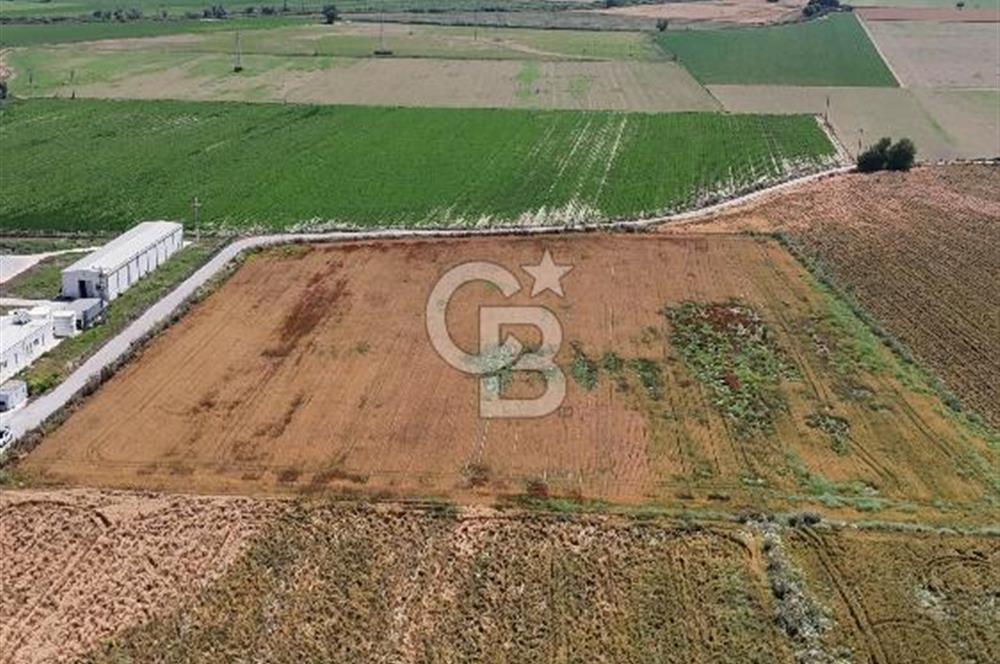 Tire Eğriazmak Mevkii Satılık 24 Dekar Verimli Tarla
