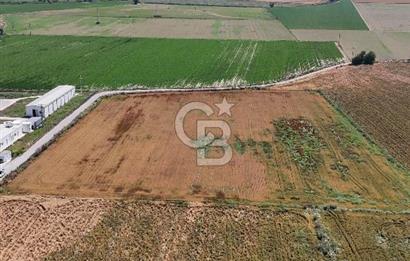 Tire Eğriazmak Mevkii Satılık 24 Dekar Verimli Tarla
