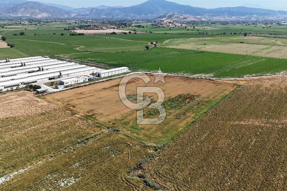 Tire Eğriazmak Mevkii Satılık 24 Dekar Verimli Tarla
