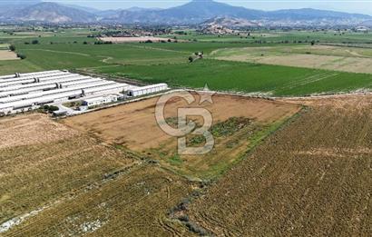 Tire Eğriazmak Mevkii Satılık 24 Dekar Verimli Tarla
