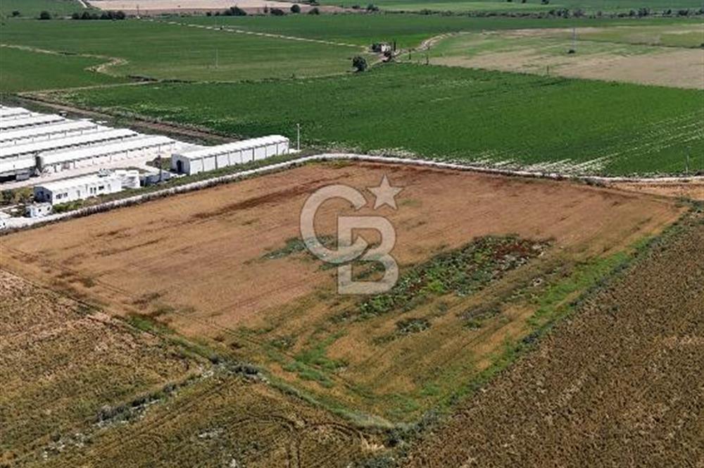 Tire Eğriazmak Mevkii Satılık 24 Dekar Verimli Tarla