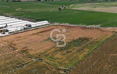 Tire Eğriazmak Mevkii Satılık 24 Dekar Verimli Tarla