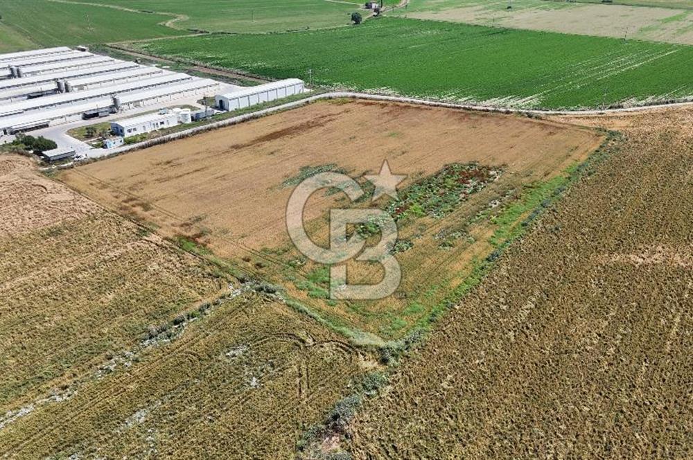 Tire Eğriazmak Mevkii Satılık 24 Dekar Verimli Tarla