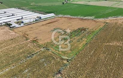 Tire Eğriazmak Mevkii Satılık 24 Dekar Verimli Tarla