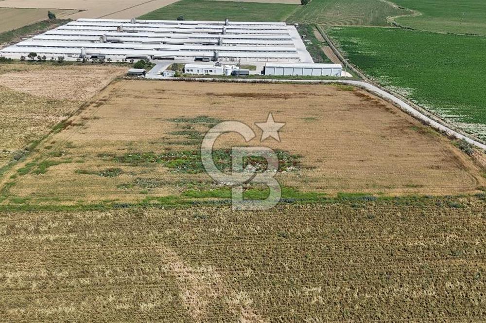 Tire Eğriazmak Mevkii Satılık 24 Dekar Verimli Tarla
