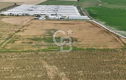 Tire Eğriazmak Mevkii Satılık 24 Dekar Verimli Tarla