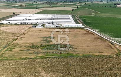 Tire Eğriazmak Mevkii Satılık 24 Dekar Verimli Tarla