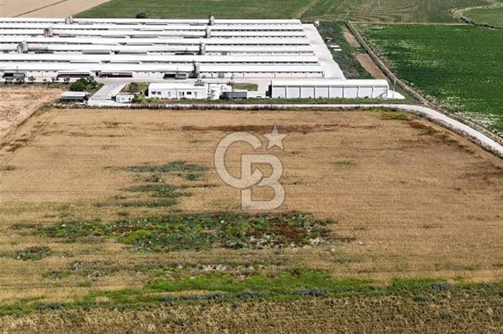 Tire Eğriazmak Mevkii Satılık 24 Dekar Verimli Tarla